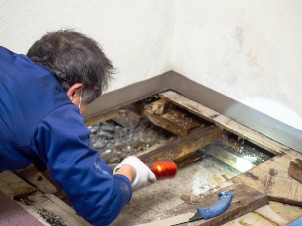 Best Home Mold Removal  in Saugerties South, NY