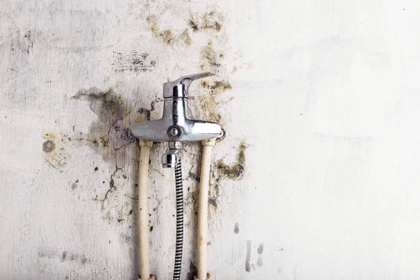 Best Local Mold Removal Service  in Saugerties South, NY