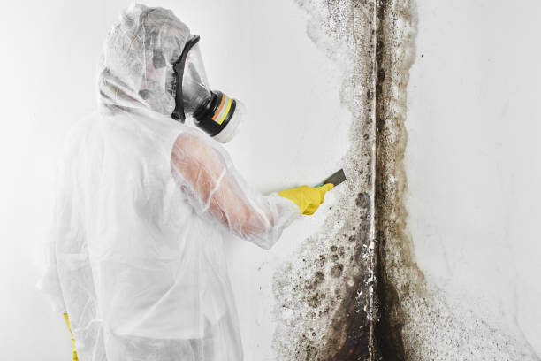 Best Commercial Mold Removal  in Saugerties South, NY