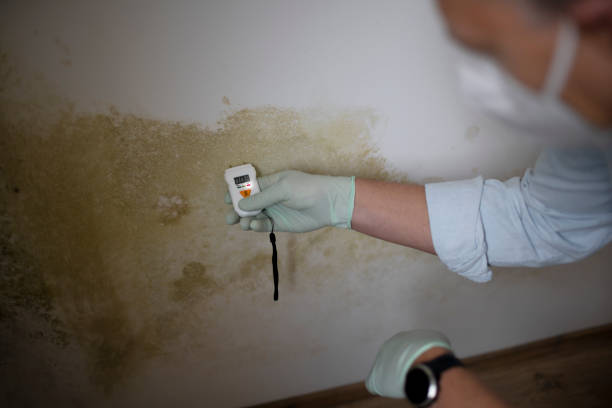Best Office Mold Removal Services  in Saugerties South, NY