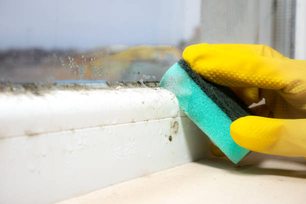 Best Black Mold Removal  in Saugerties South, NY
