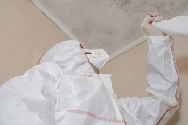 Best Mold Removal Company Near Me  in Saugerties South, NY