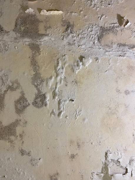 Best Mold Cleaning Services  in Saugerties South, NY