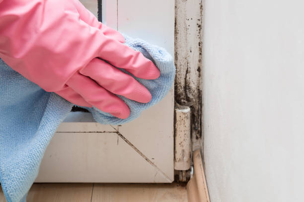 Best Mold Damage Repair  in Saugerties South, NY