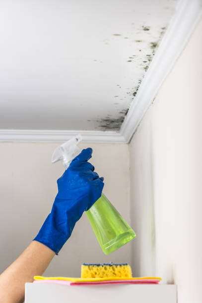 Best Mold Remediation  in Saugerties South, NY