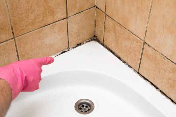 Best Mold Testing and Removal  in Saugerties South, NY