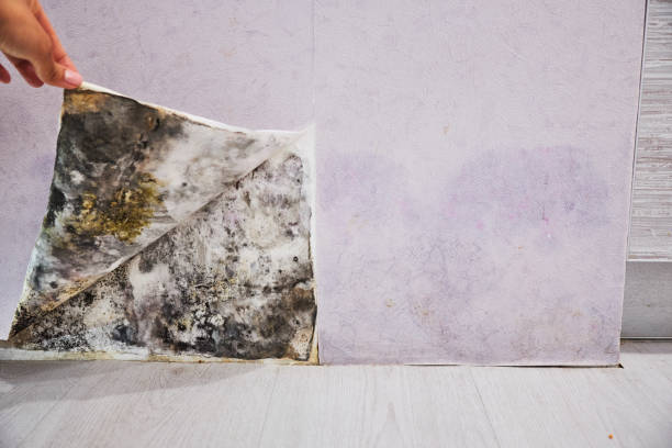 Best Affordable Mold Removal  in Saugerties South, NY